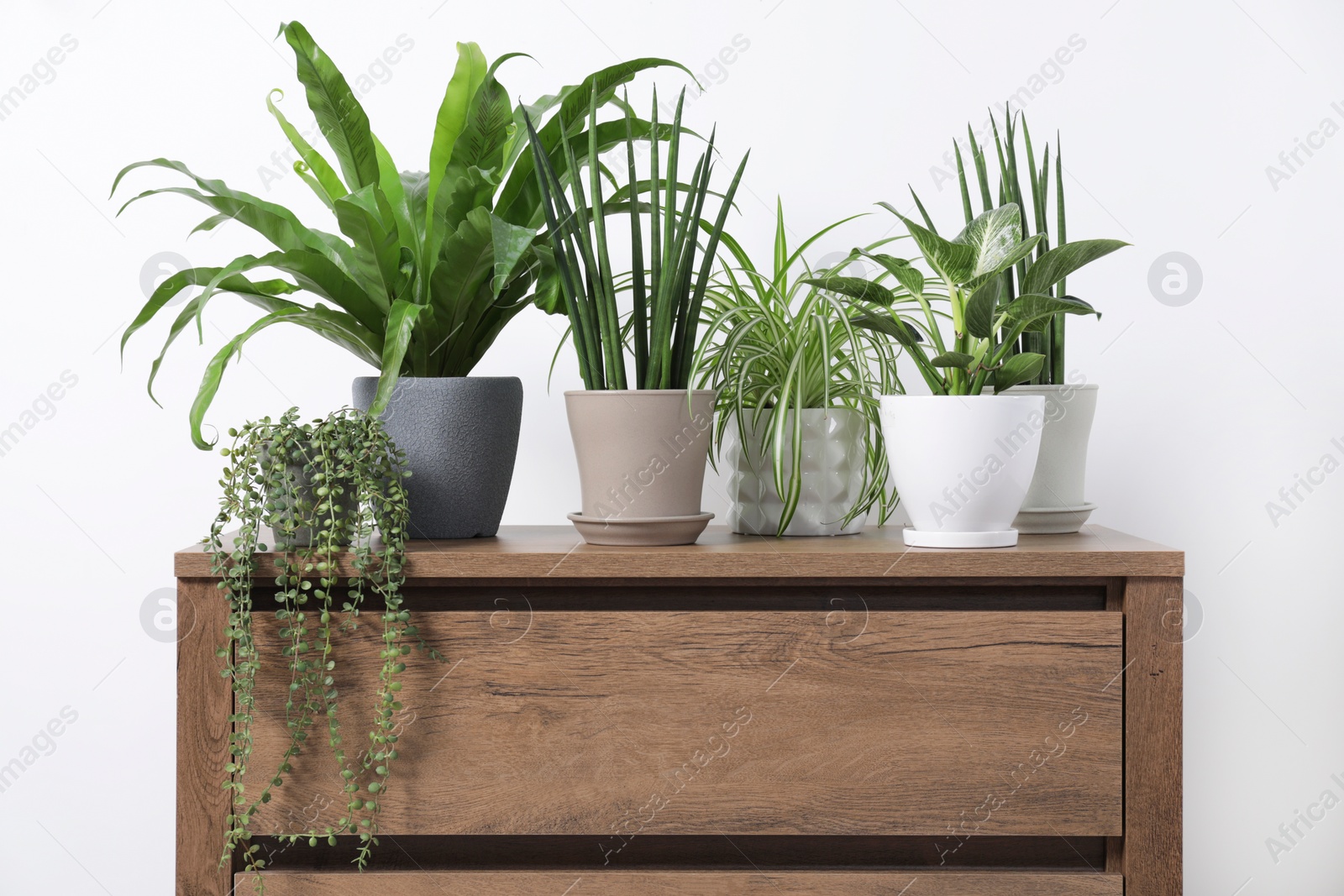 Photo of Green houseplants in pots on wooden chest of drawers near white wall