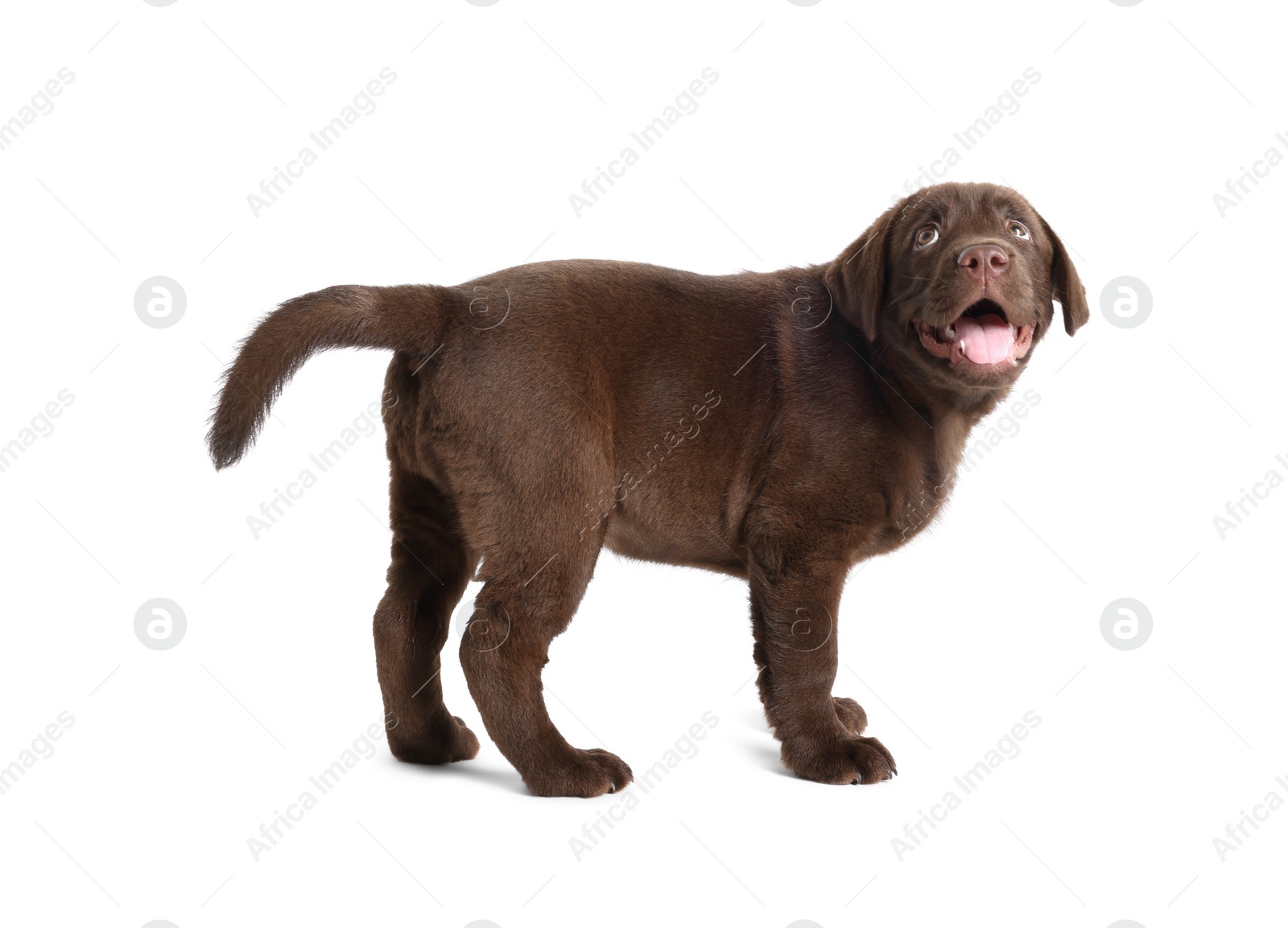 Cute chocolate Labrador Retriever puppy on white background Photo of Cute chocolate Labrador Retriever puppy on white background