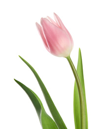 Photo of Beautiful pink spring tulip on white background