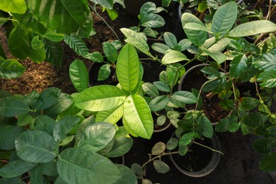 Photo of Many different plants growing in greenhouse, top view