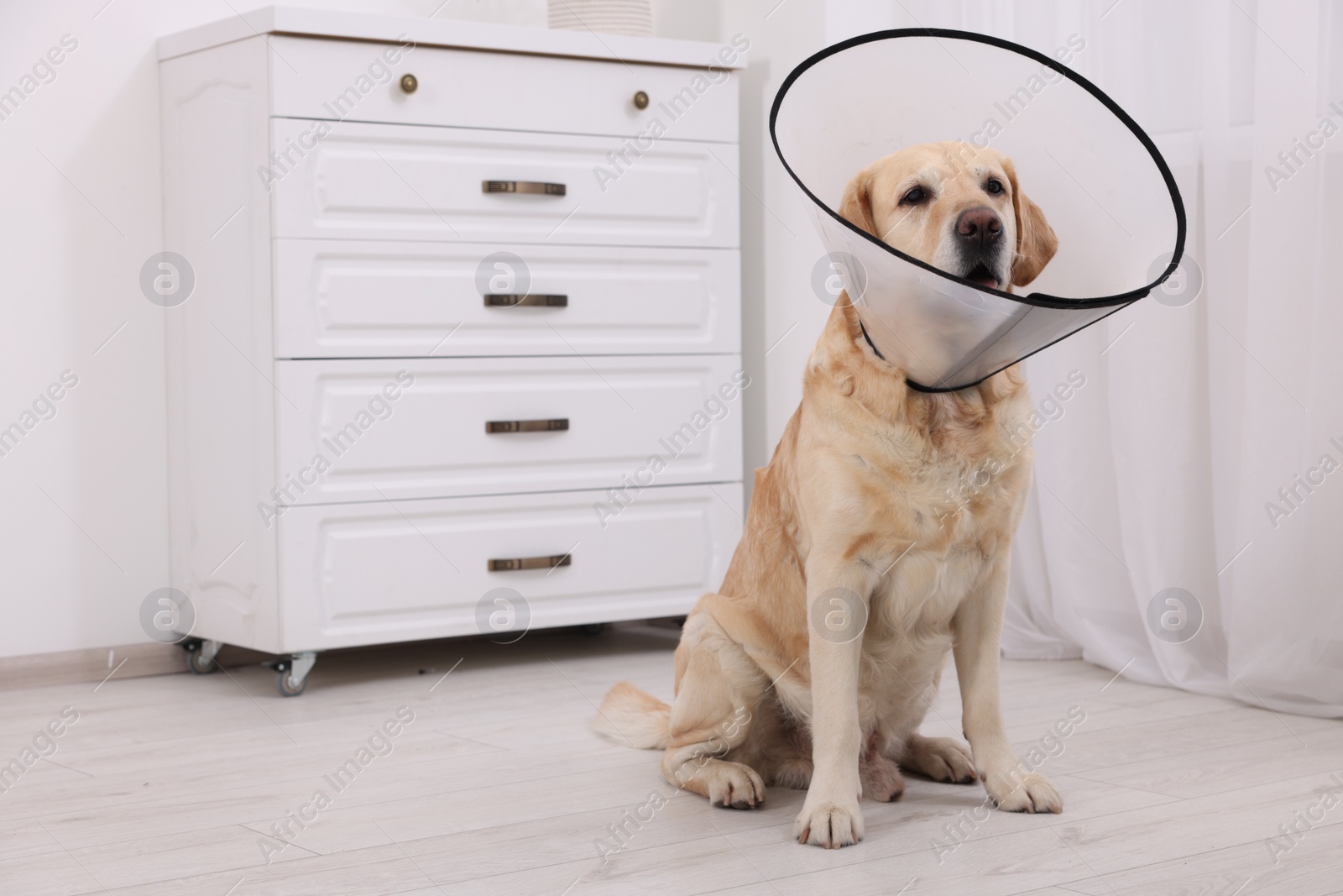 Photo of Sad Labrador Retriever with protective cone collar in room. Space for text