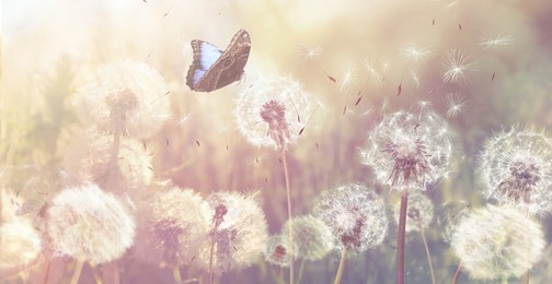 Image of Beautiful butterfly and delicate fluffy dandelions on sunny day. Banner design
