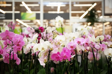 Assortment of beautiful orchid flowers at floral shop