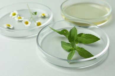 Photo of Petri dishes and plants on light grey background, closeup