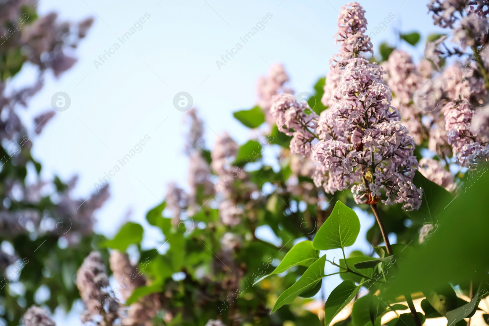 Photo of Closeup view of beautiful blooming lilac shrub outdoors