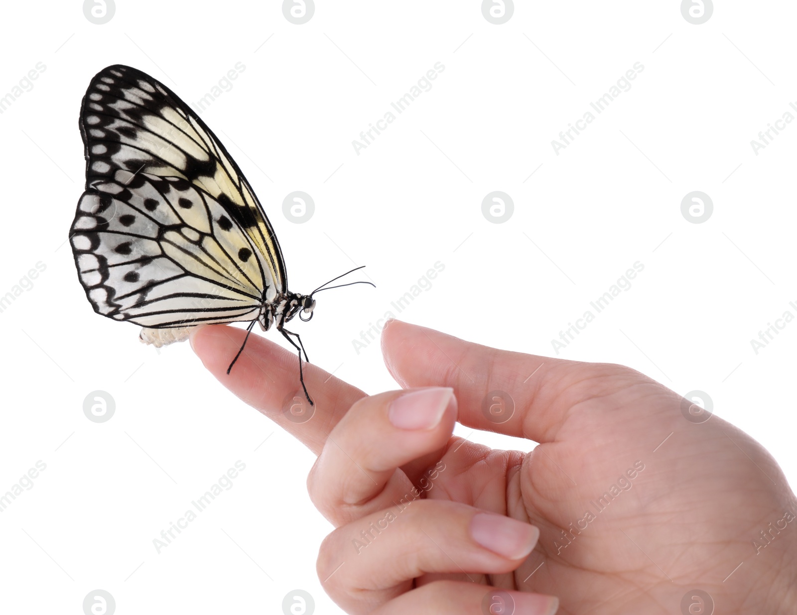 Photo of Woman holding beautiful rice paper butterfly on white background, closeup