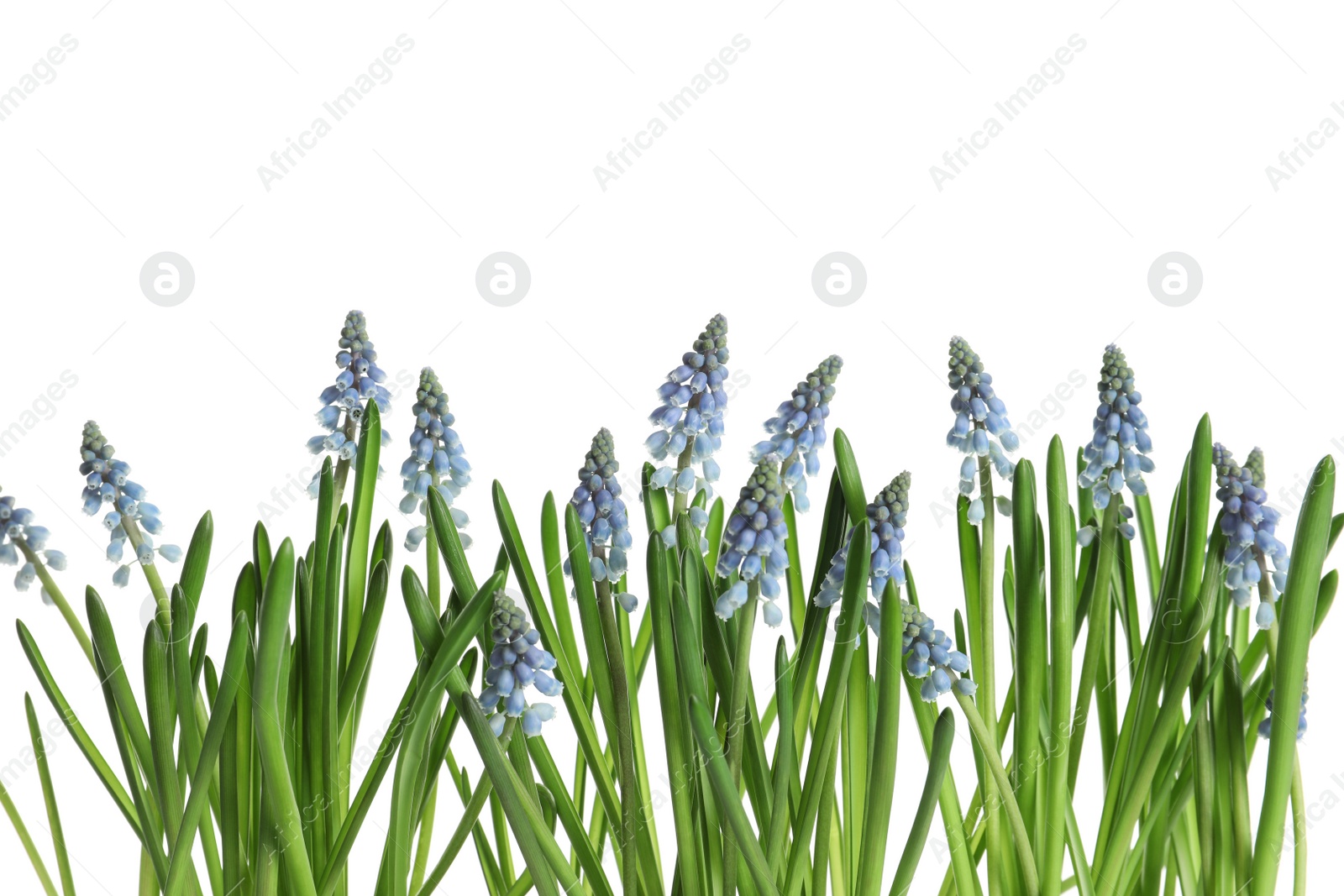 Photo of Beautiful spring muscari flowers on white background