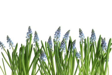 Photo of Beautiful spring muscari flowers on white background