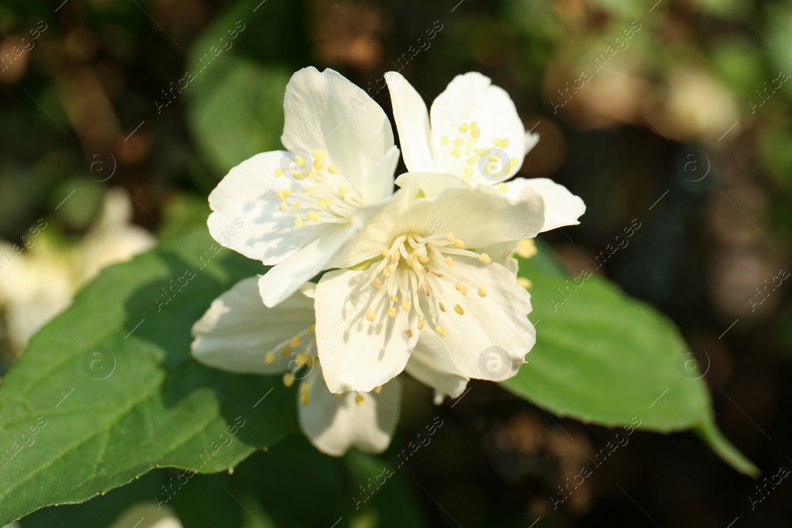 Photo of Beautiful blooming white jasmine shrub outdoors, closeup