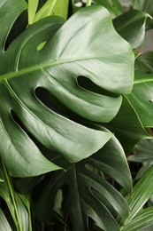 Photo of Monstera with lush leaves, closeup. Tropical plant