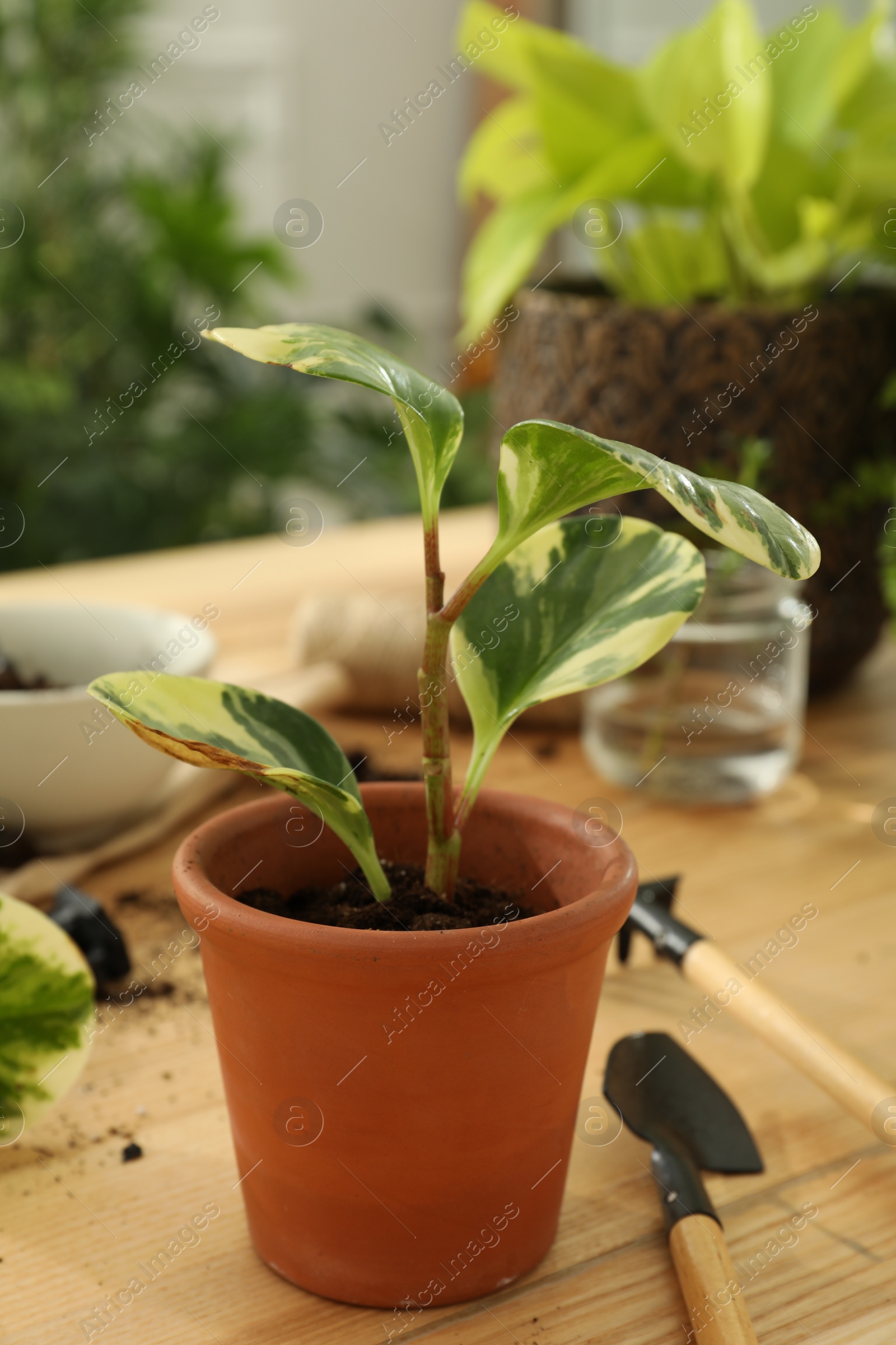 Photo of Houseplants and gardening tools on wooden table