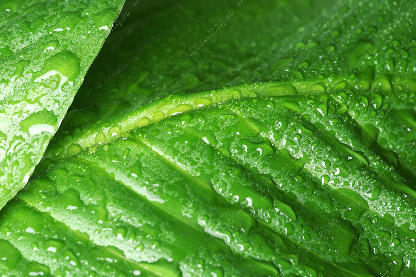 Photo of View of water drops on green leaves, closeup