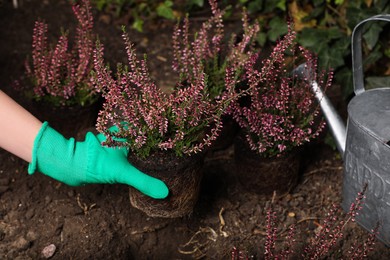 Photo of Woman planting flowering heather shrub outdoors, closeup