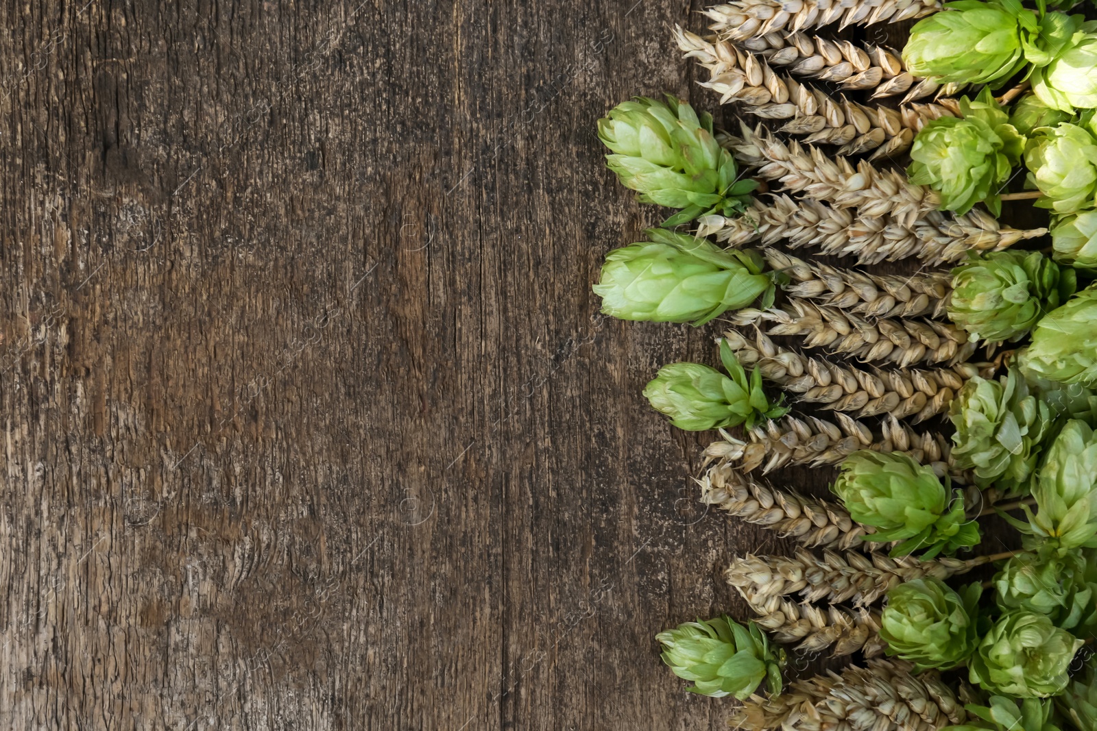 Photo of Fresh green hops and ears of wheat on wooden table, flat lay. Space for text