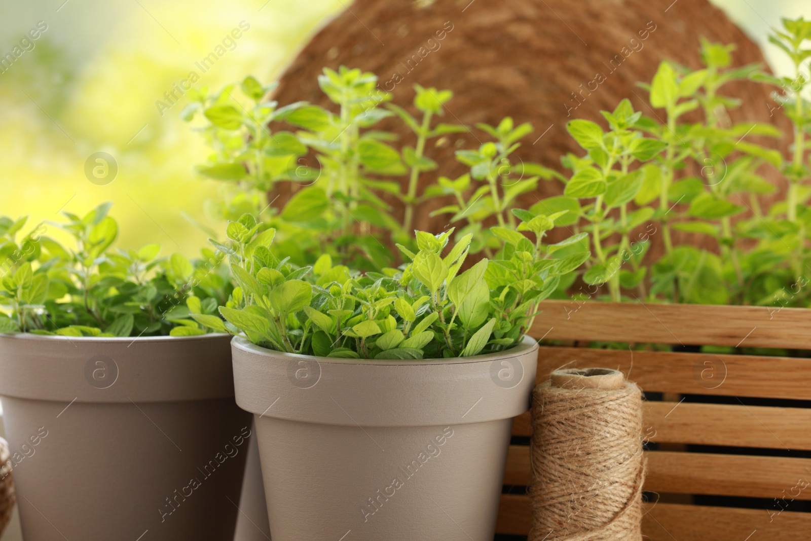 Photo of Aromatic potted oregano against blurred green background