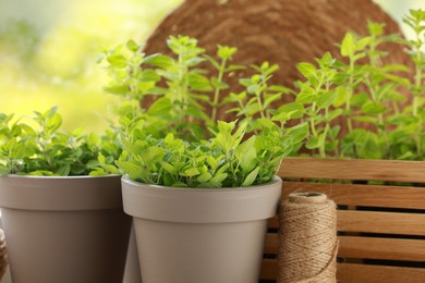 Aromatic potted oregano against blurred green background