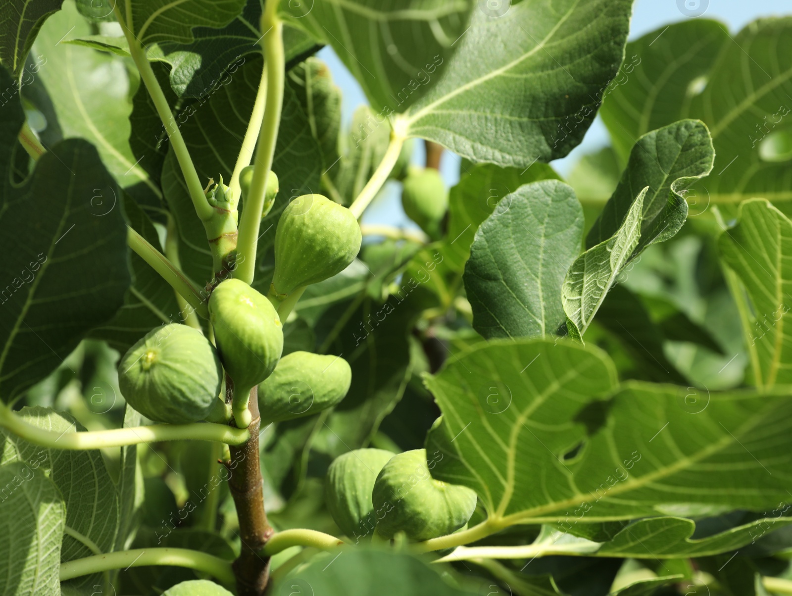 Photo of Unripe figs growing on tree in garden, closeup