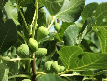 Photo of Unripe figs growing on tree in garden, closeup