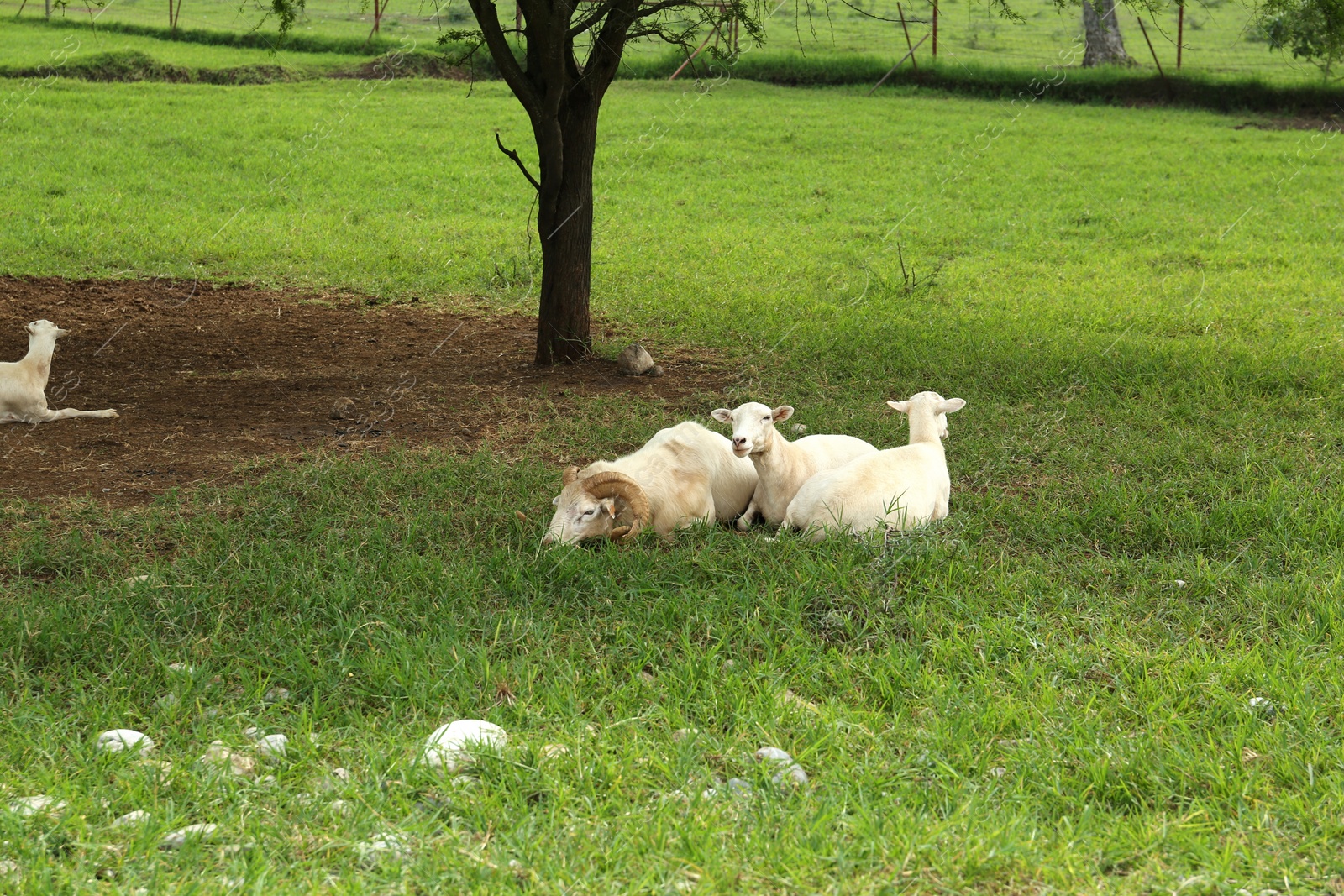 Photo of Beautiful white sheep on green grass in safari park