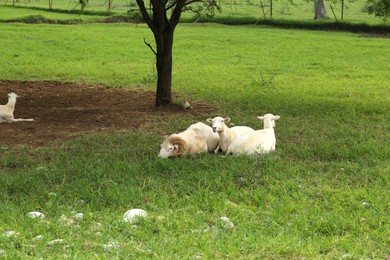 Photo of Beautiful white sheep on green grass in safari park