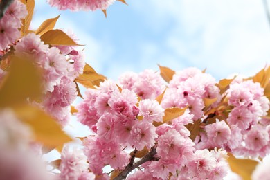 Photo of Beautiful blossoming sakura tree against blue sky, closeup
