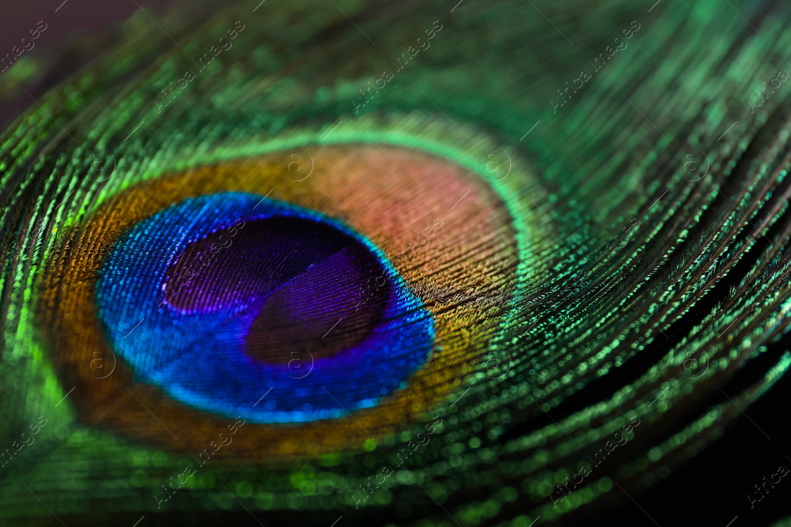 Photo of Beautiful bright peacock feather on black background, closeup