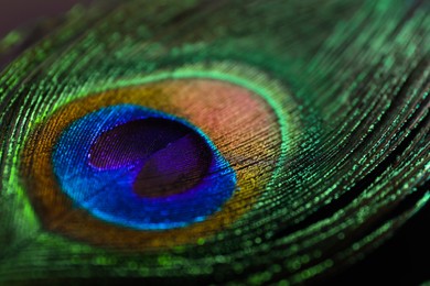 Photo of Beautiful bright peacock feather on black background, closeup