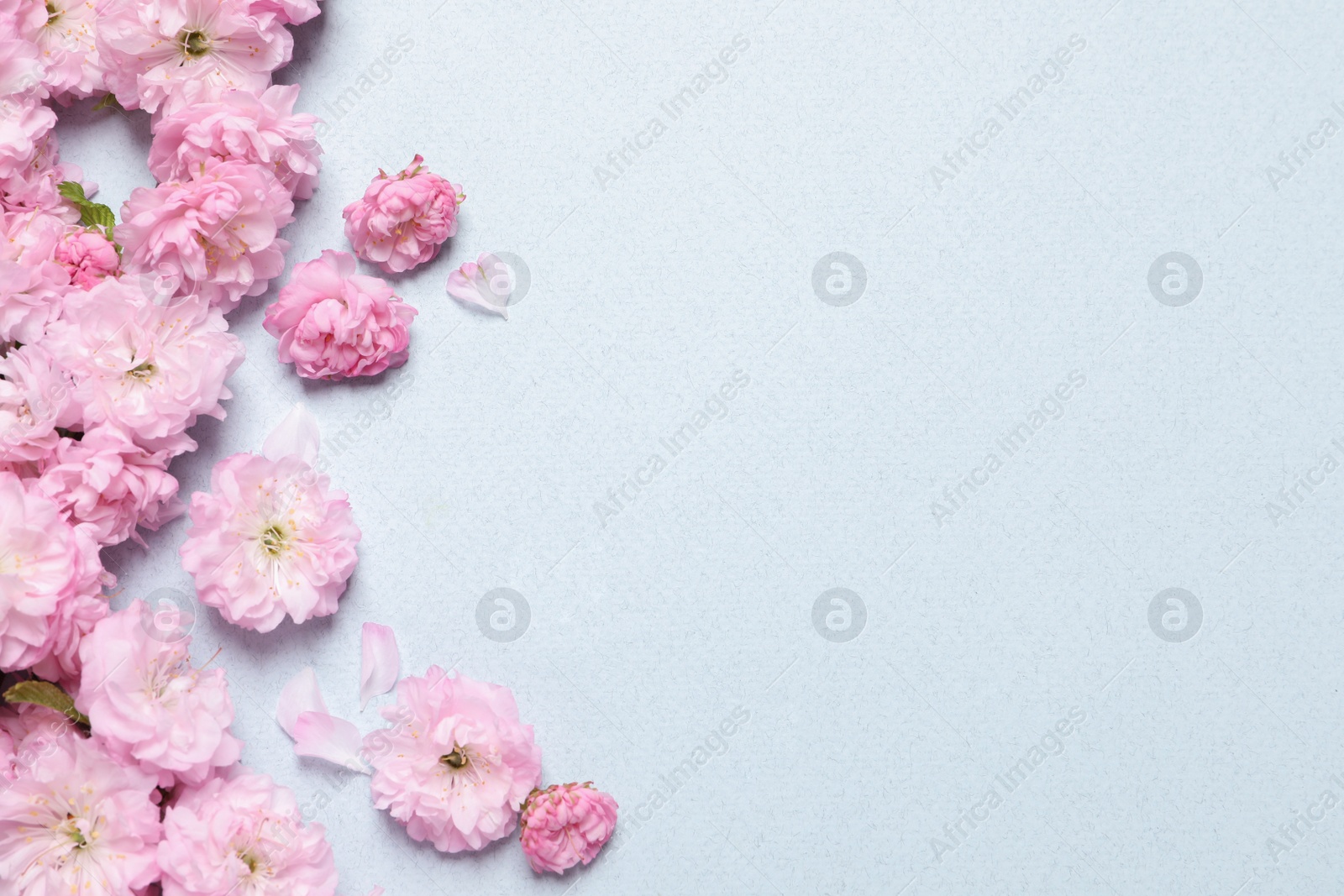 Photo of Beautiful sakura tree blossoms on light blue background, flat lay. Space for text