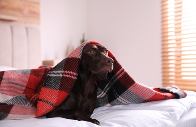 Photo of Cute dog covered with plaid on bed at home