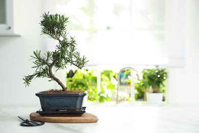 Photo of Japanese bonsai plant and scissors on white table in kitchen, space for text. Creating zen atmosphere at home