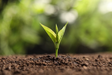 Photo of Young seedling in soil on blurred background