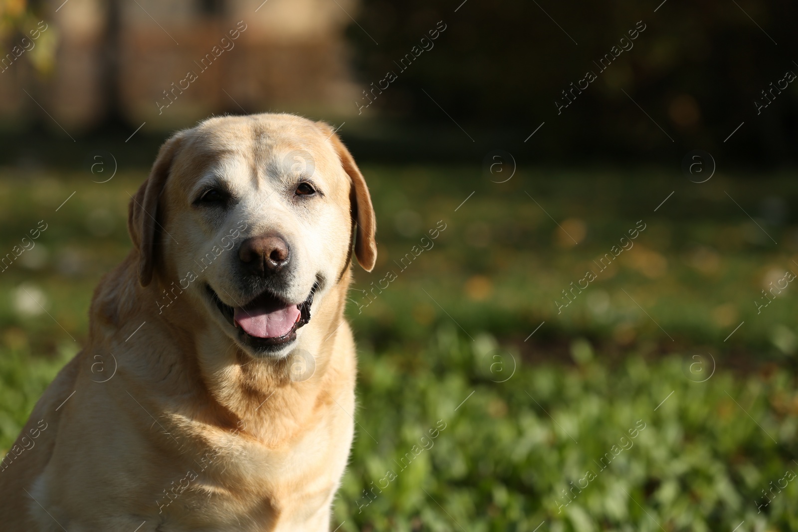 Photo of Happy yellow Labrador in park on sunny day. Space for text