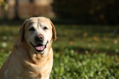 Photo of Happy yellow Labrador in park on sunny day. Space for text