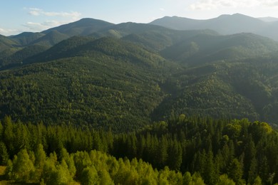 Image of Aerial view of beautiful conifer trees in mountains on sunny day