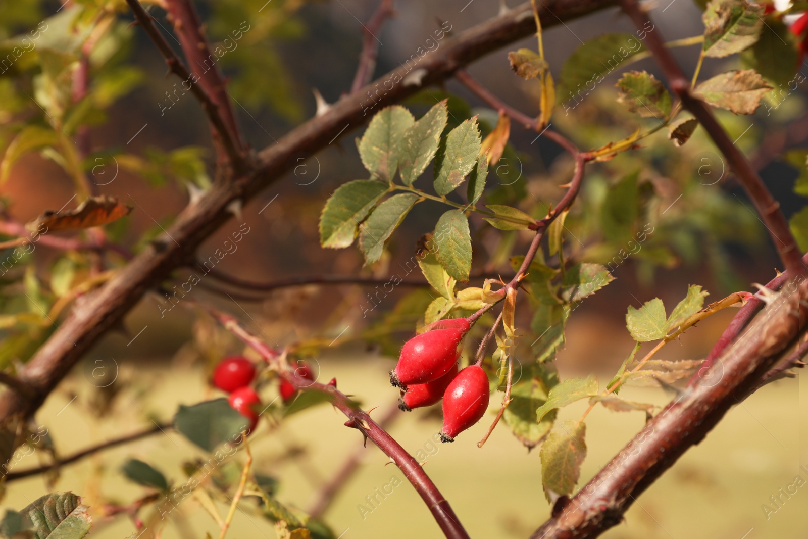 Photo of Rose hip bush growing outdoors on autumn day, closeup