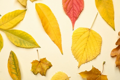 Photo of Flat lay composition with autumn leaves on beige background