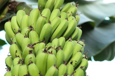 Photo of Unripe bananas growing on tree outdoors, closeup view. Space for text