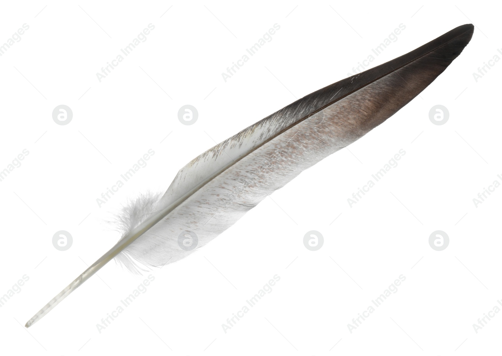 Photo of Beautiful grey bird feather isolated on white