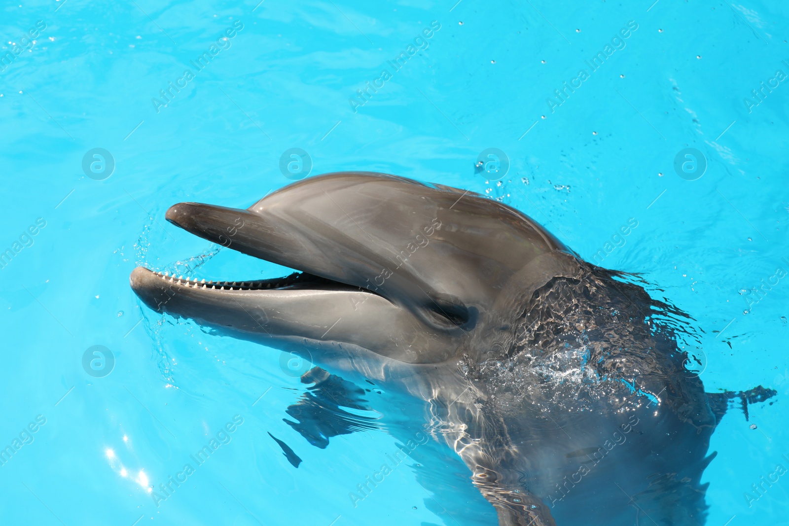 Photo of Dolphin swimming in pool at marine mammal park