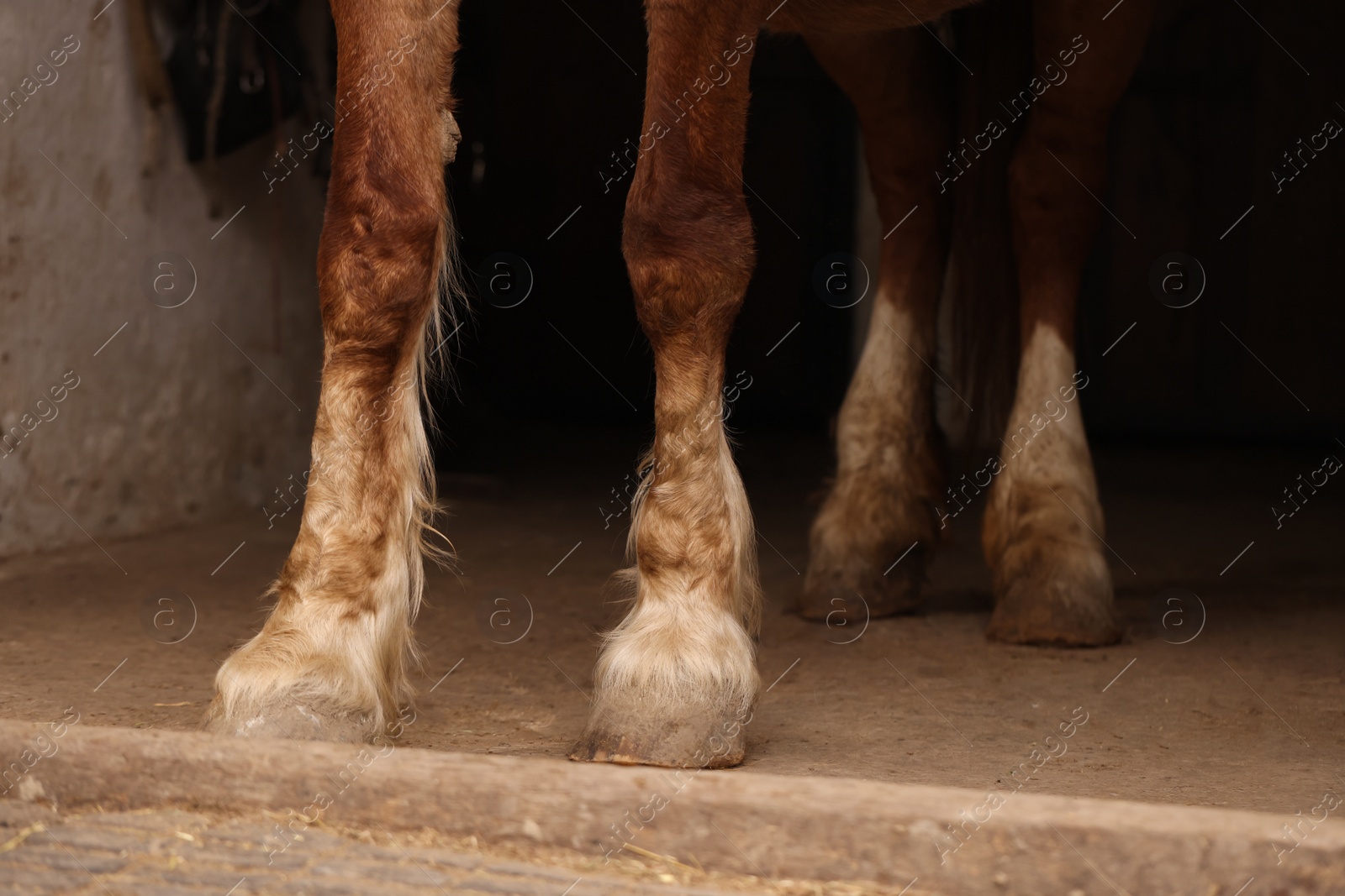 Photo of Horse standing on floor in stable, closeup. Lovely domesticated pet