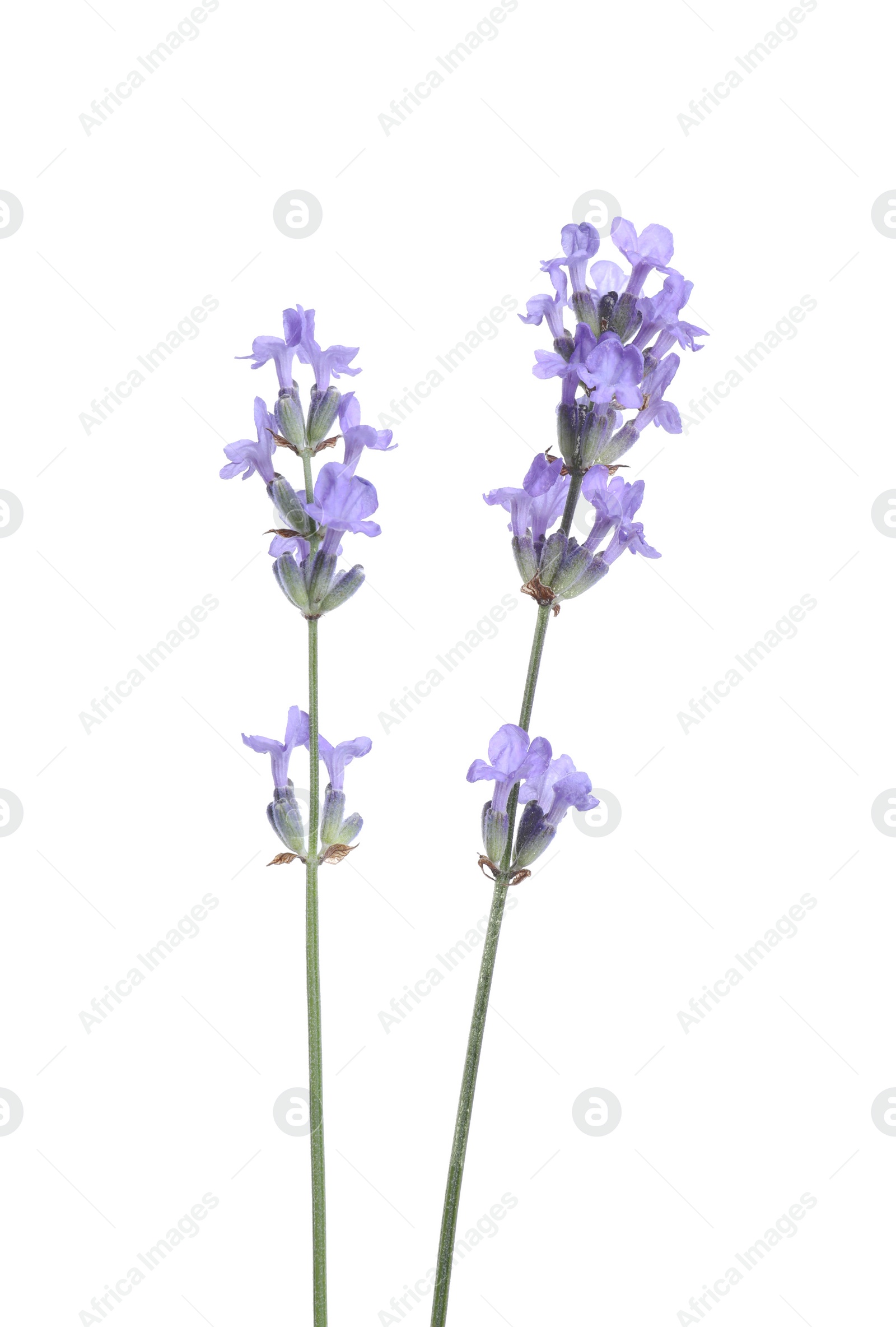 Photo of Beautiful blooming lavender flowers isolated on white