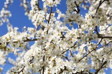 Photo of Beautiful blossoming cherry tree against blue sky, closeup