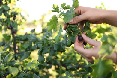 Photo of Woman picking black currant berries outdoors, closeup