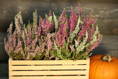 Beautiful heather flowers in crate and pumpkin near wooden wall