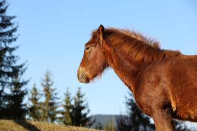 Photo of Brown horse outdoors on sunny day. Beautiful pet