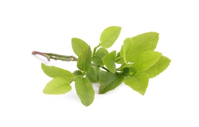 Bilberry branch with fresh green leaves isolated on white