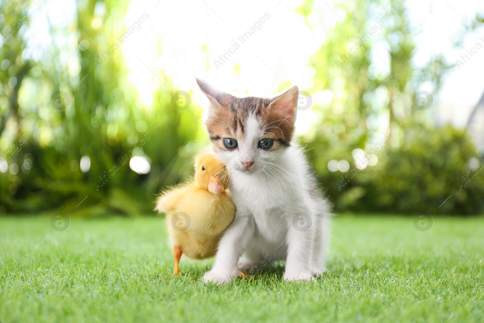 Photo of Fluffy baby duckling and cute kitten together on green grass outdoors