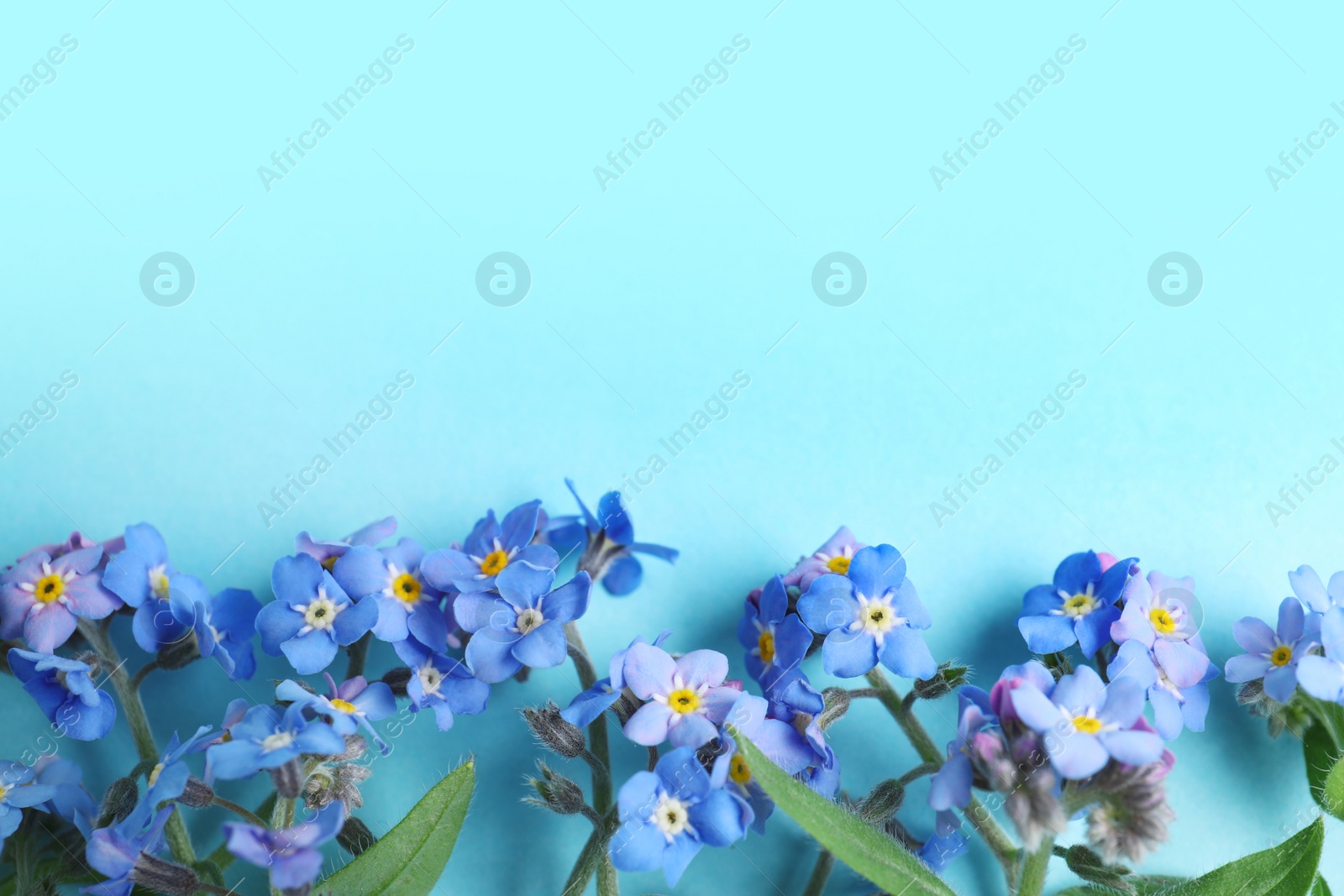 Photo of Beautiful forget-me-not flowers and space for text on color background, flat lay