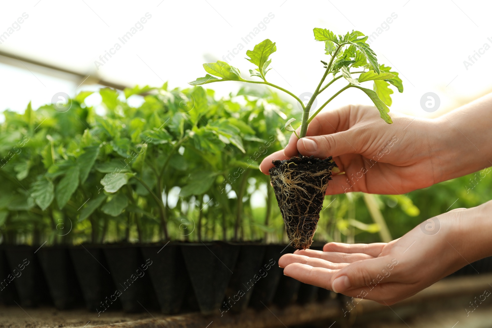 Photo of Woman with tomato seedling in greenhouse, closeup