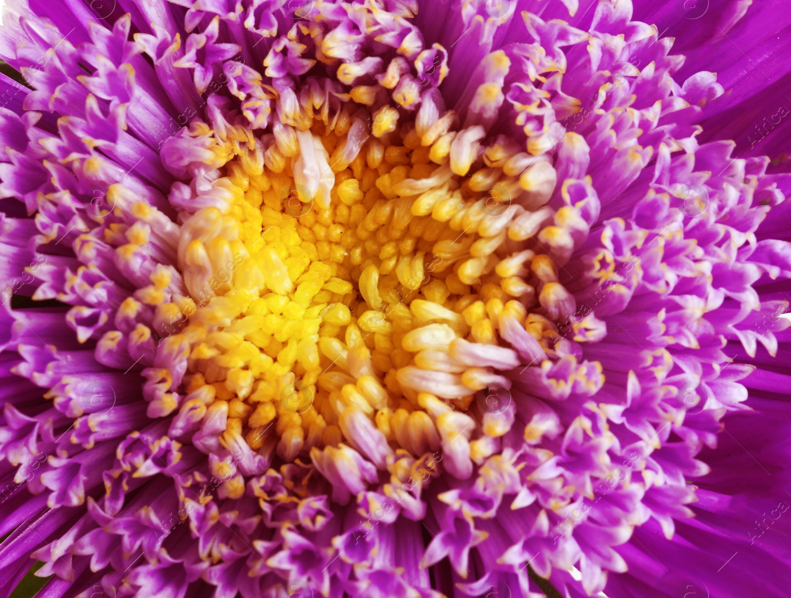 Photo of Beautiful aster flower as background, closeup view